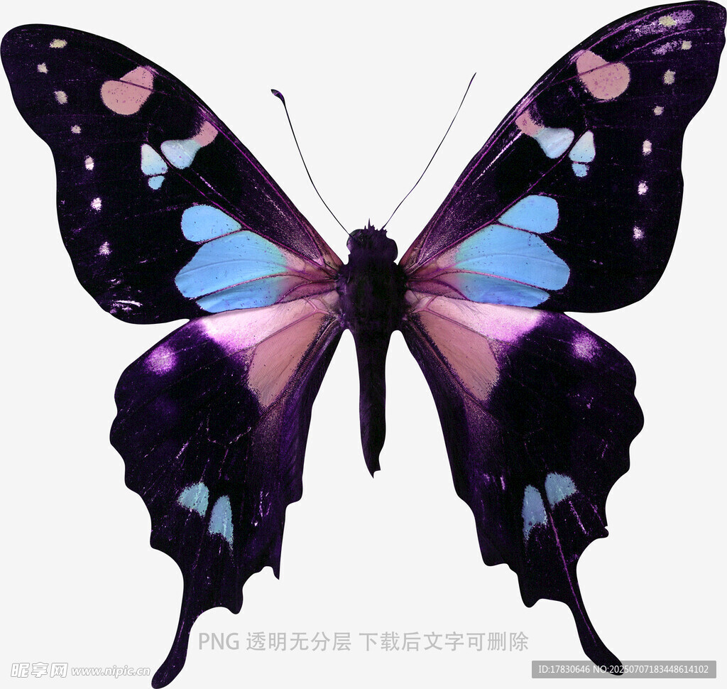 梦幻紫色蝴蝶插画
