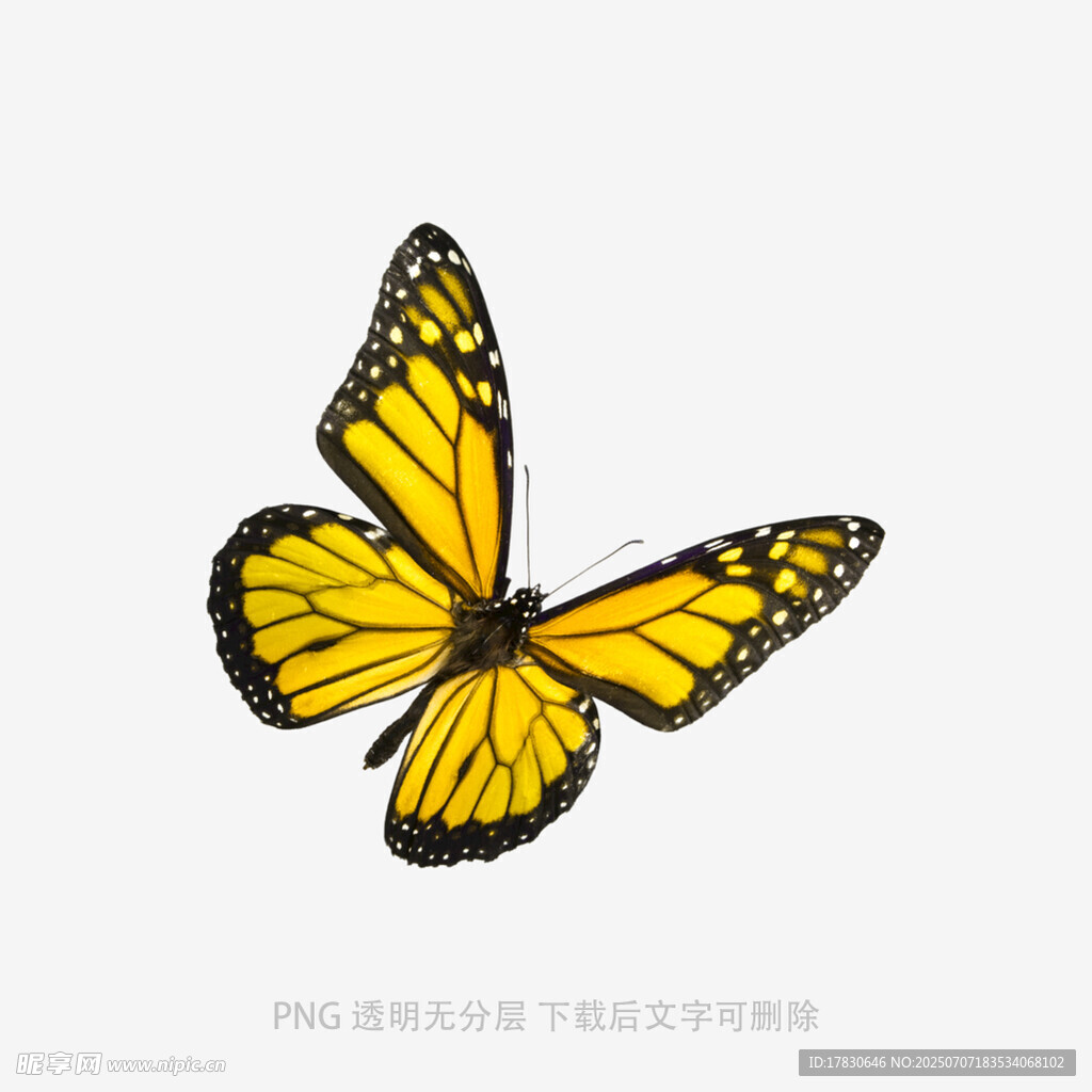 黄色蝴蝶插画