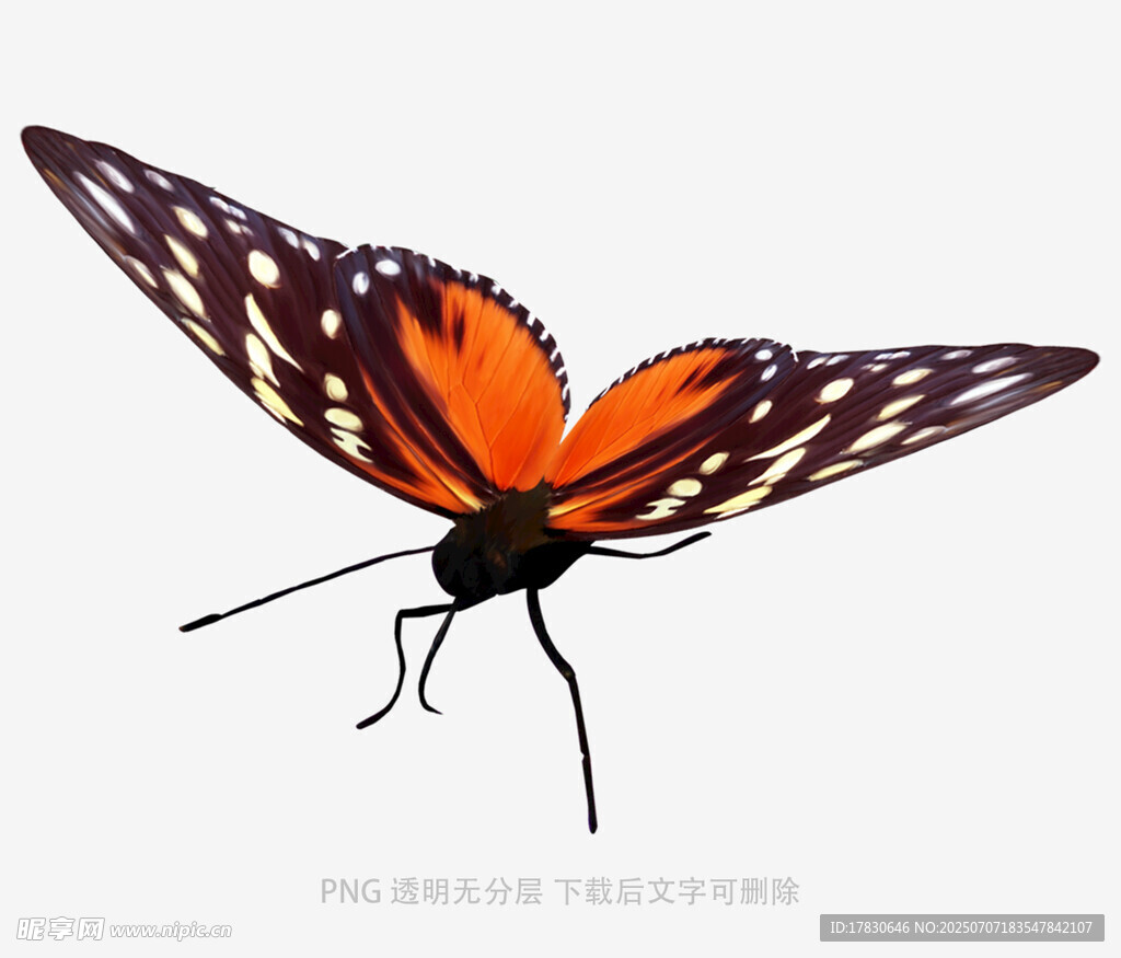 橙黑相间蝴蝶展翅飞舞