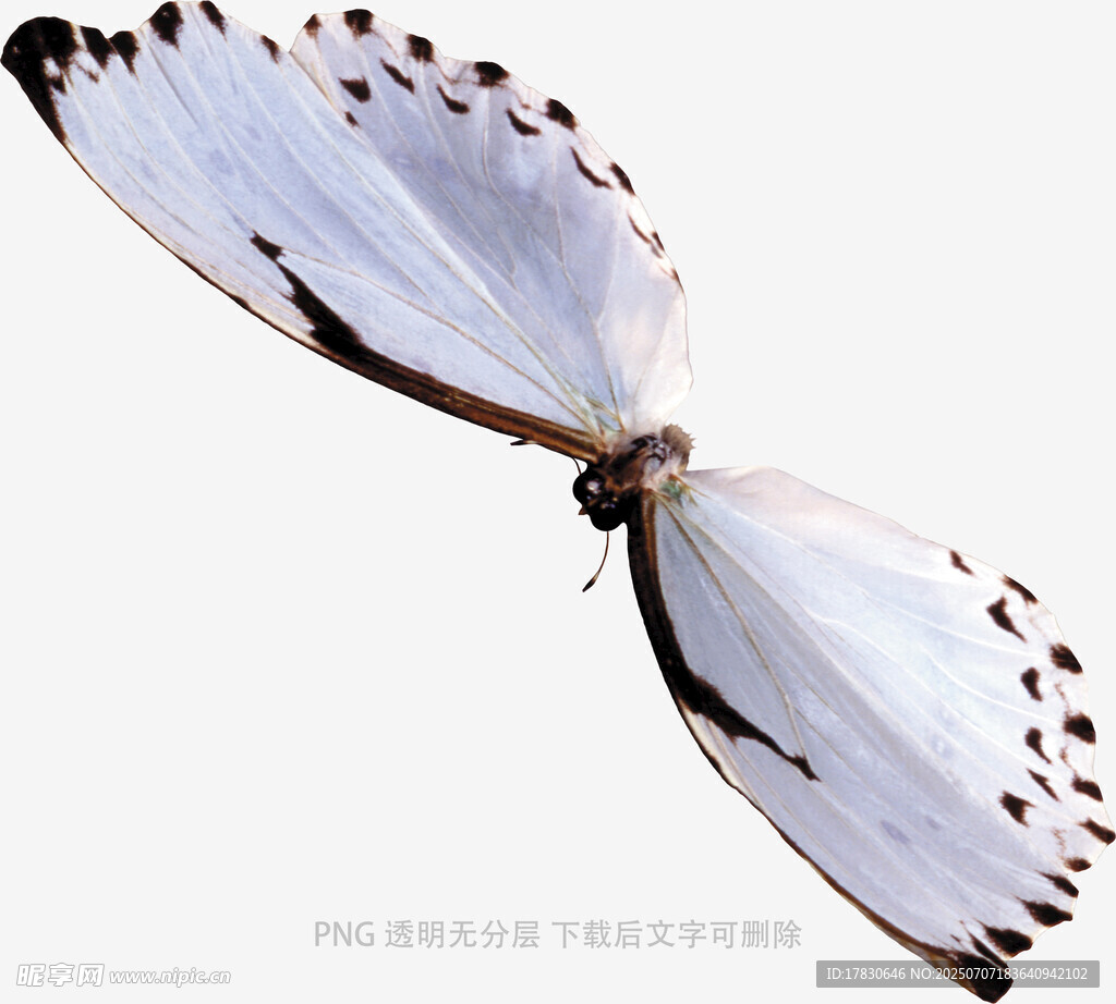白色蝴蝶展翅飞舞