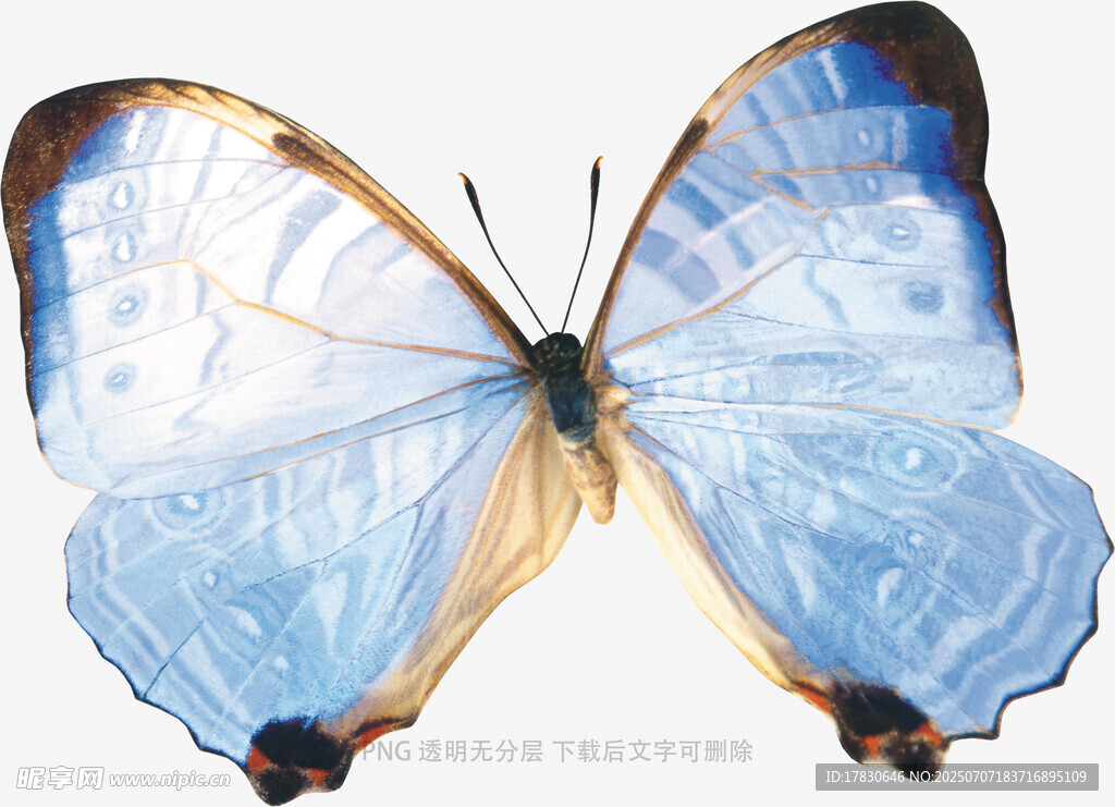 梦幻蓝蝶