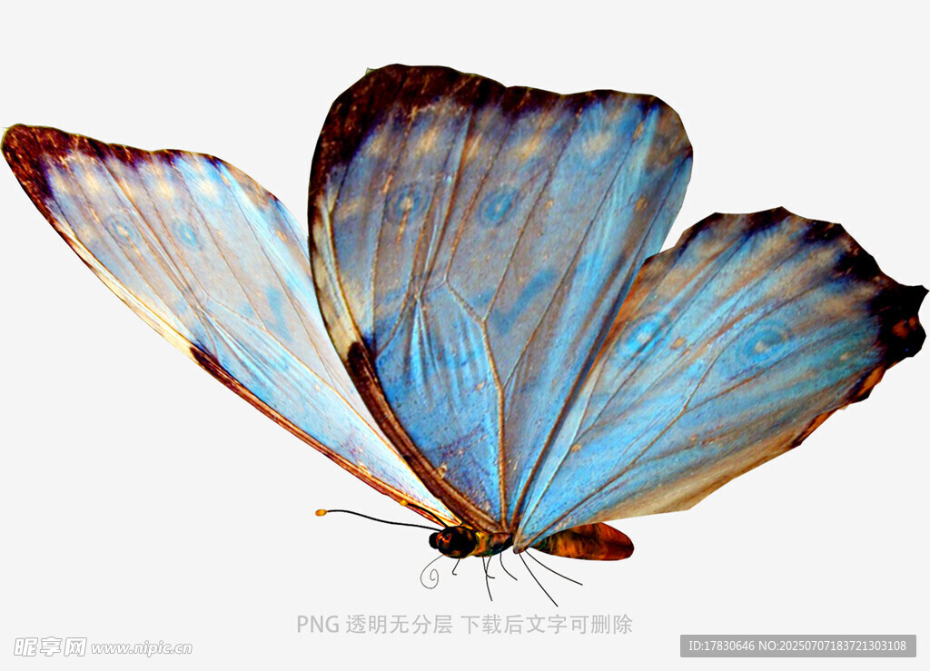 蓝色蝴蝶特写