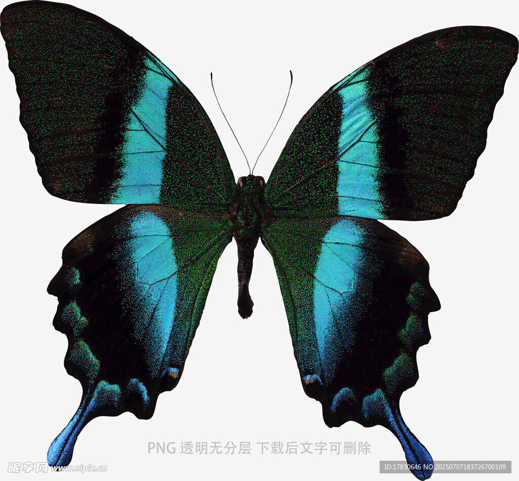 蓝绿相间美丽蝴蝶