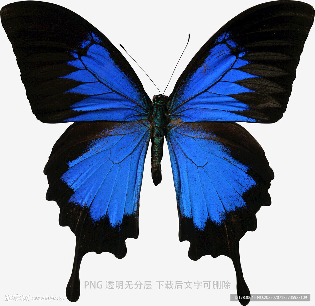 蓝黑相间美丽蝴蝶
