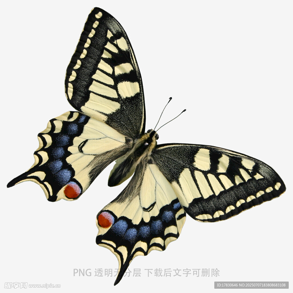 美丽凤蝶插画