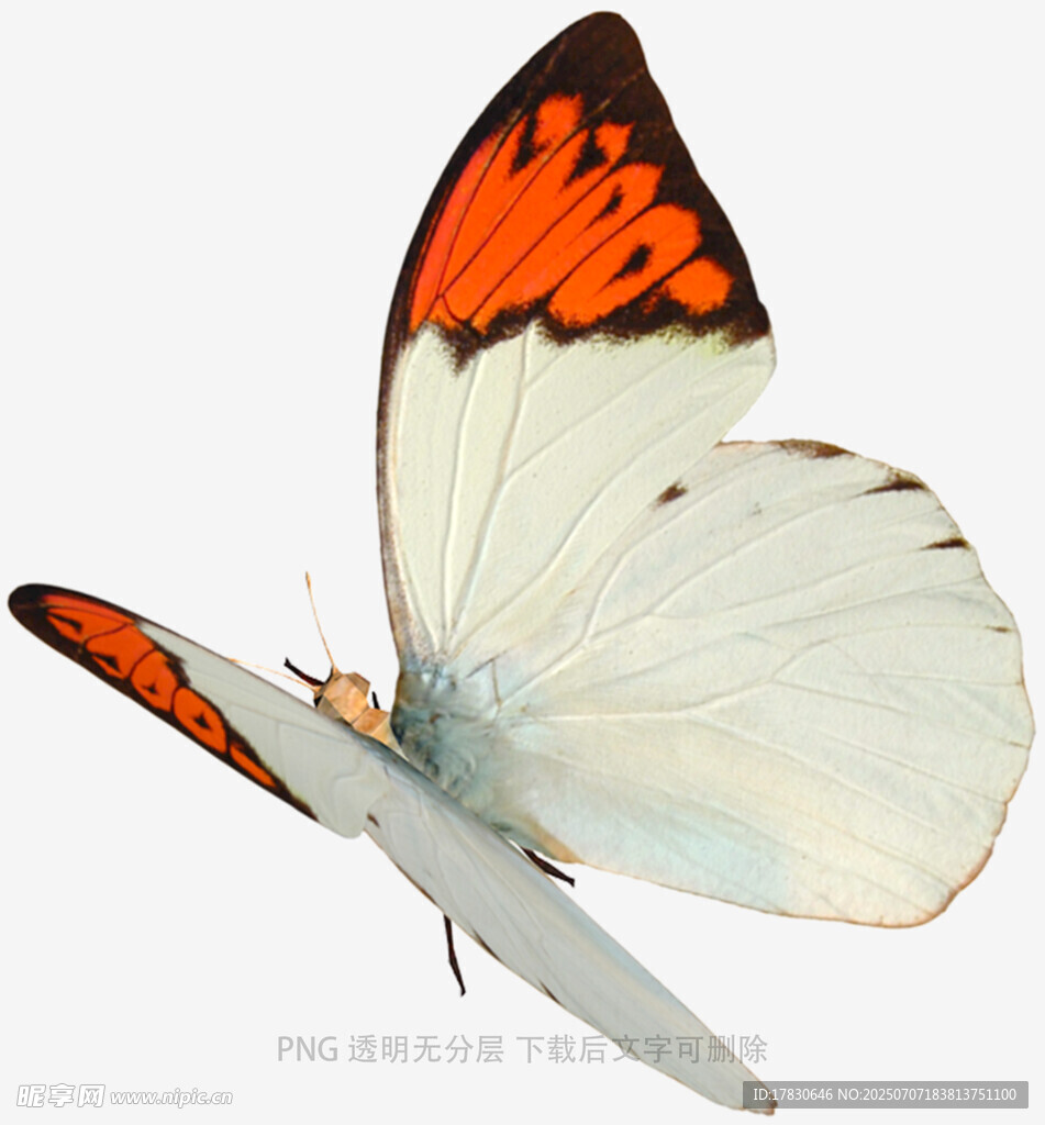 橙白相间蝴蝶展翅