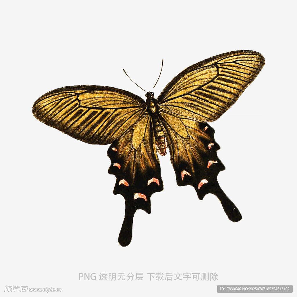 金色蝴蝶插画