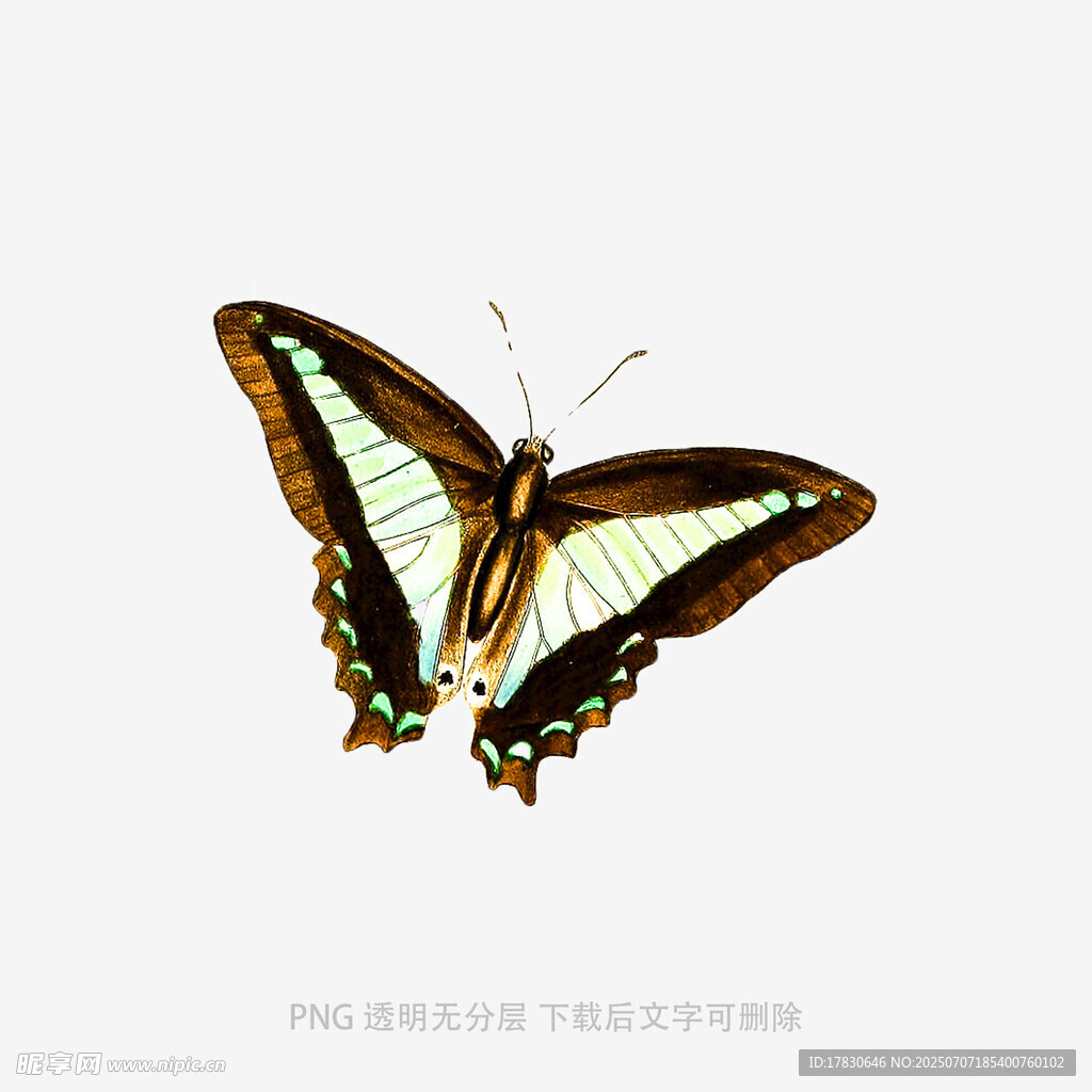 美丽蝴蝶展翅特写