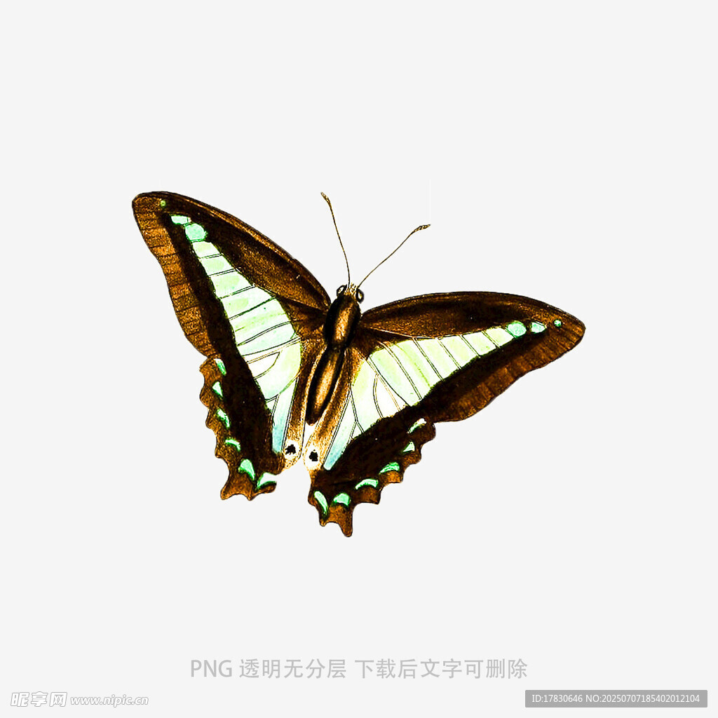 美丽蝴蝶展翅特写