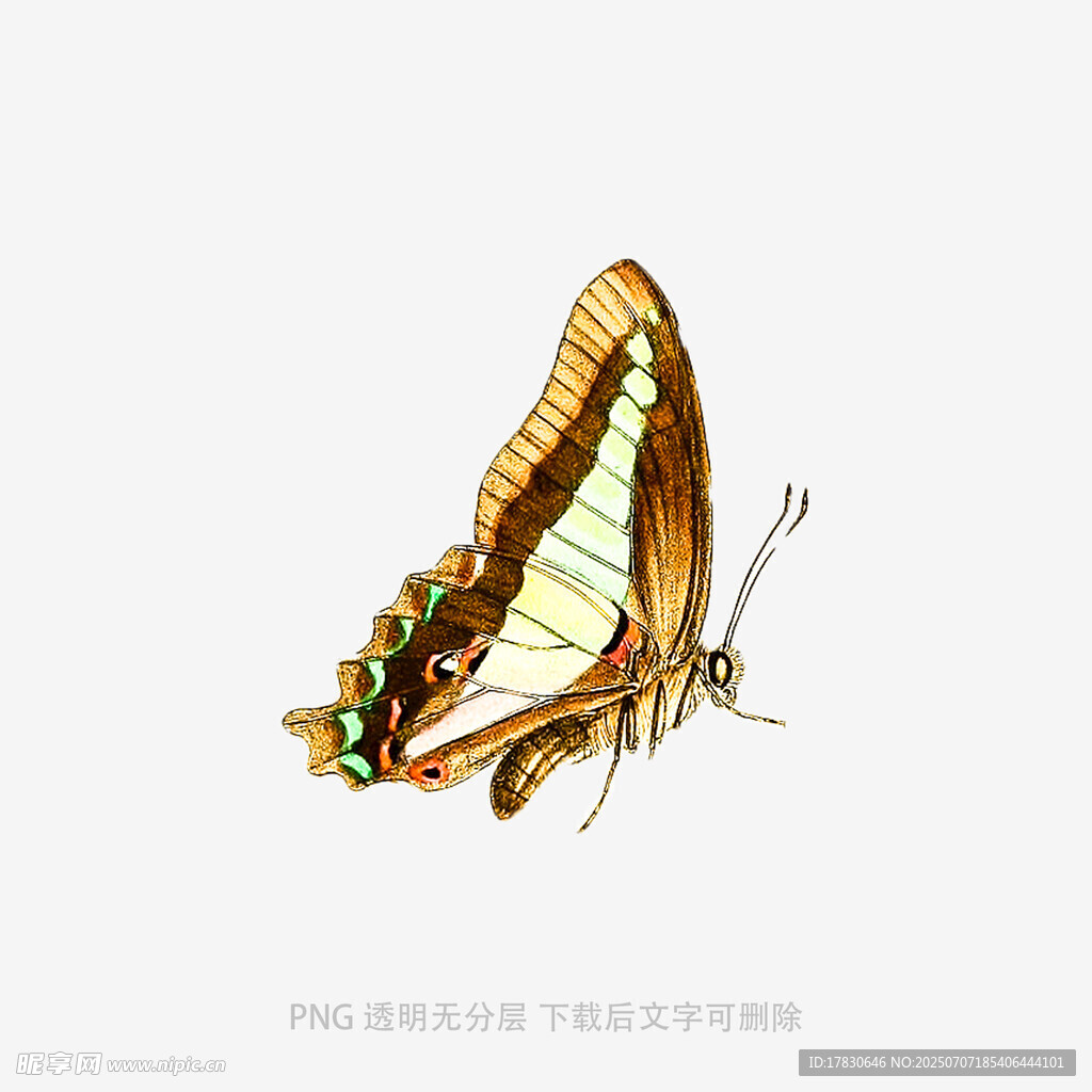 美丽蝴蝶插画