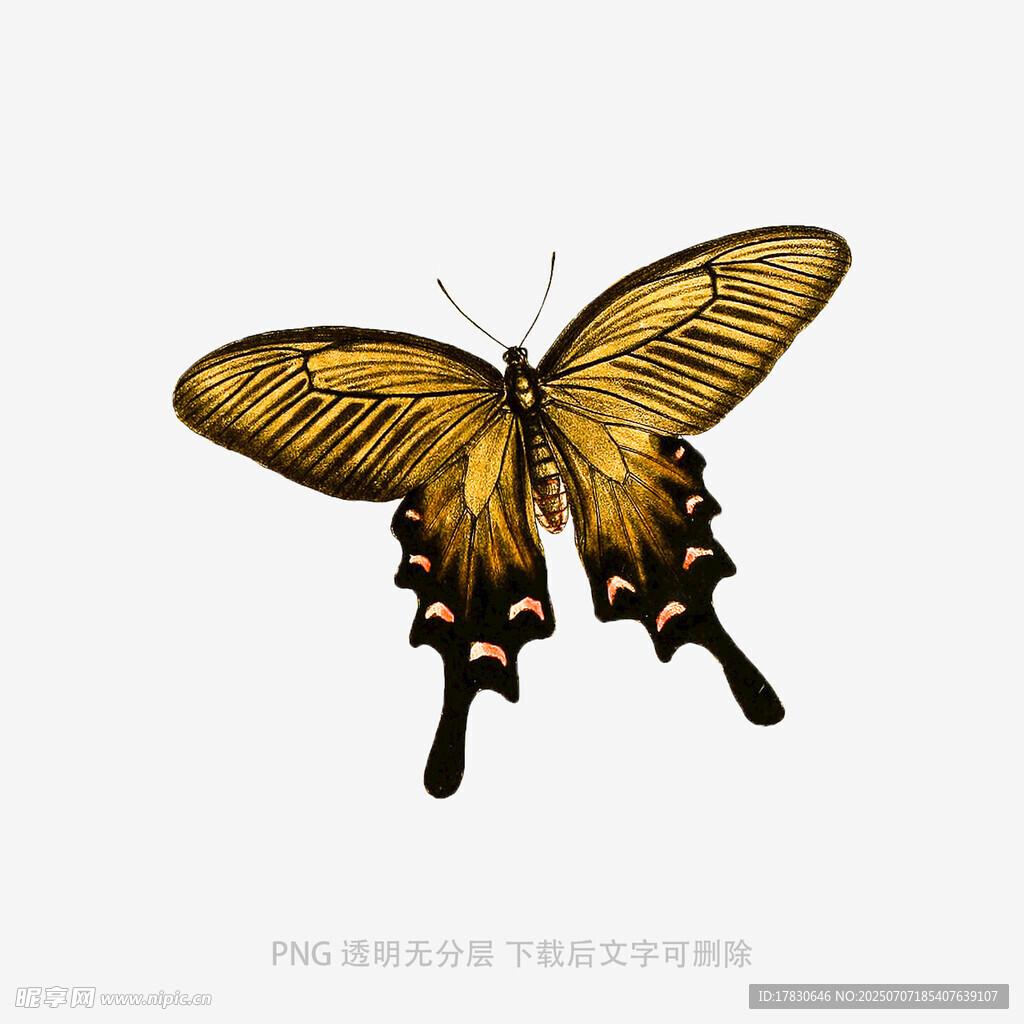 金色蝴蝶插画