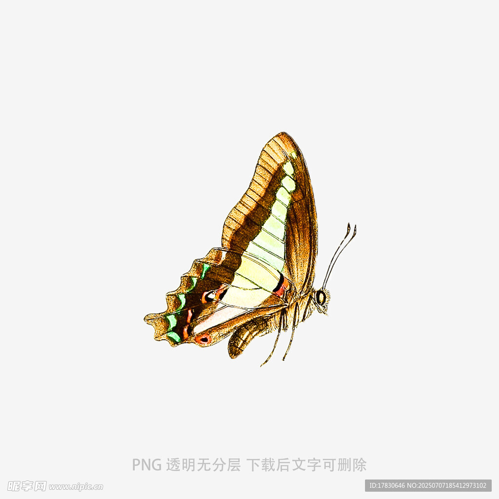 美丽蝴蝶插画