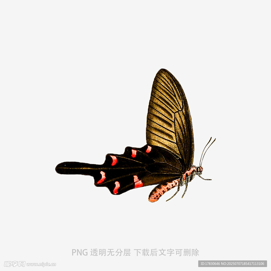 优雅金裳凤蝶展翅瞬间