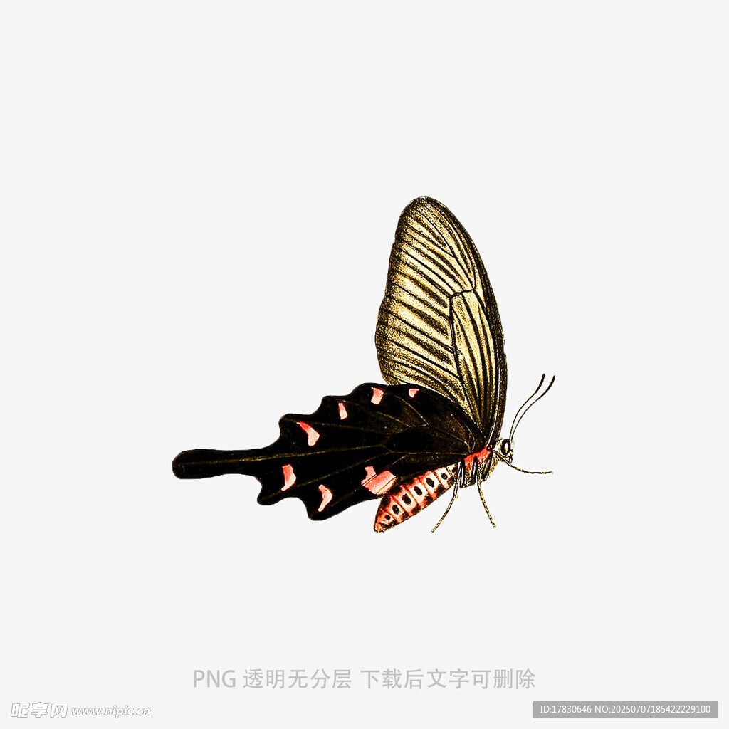 优雅蝴蝶展翅图
