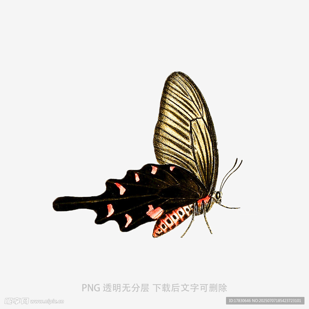 优雅黑纹蝴蝶插画