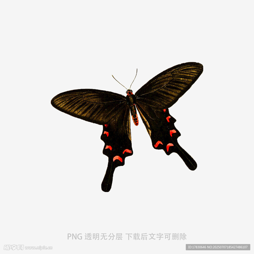 黑色长尾蝴蝶特写