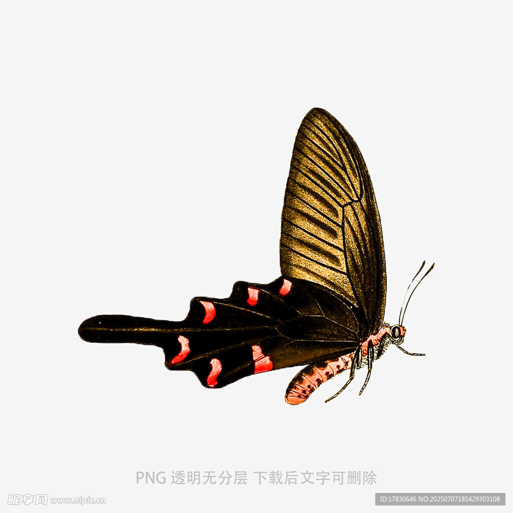 黑红相间蝴蝶插画