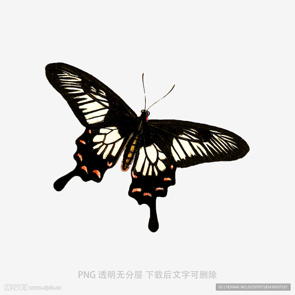 黑色蝴蝶插画