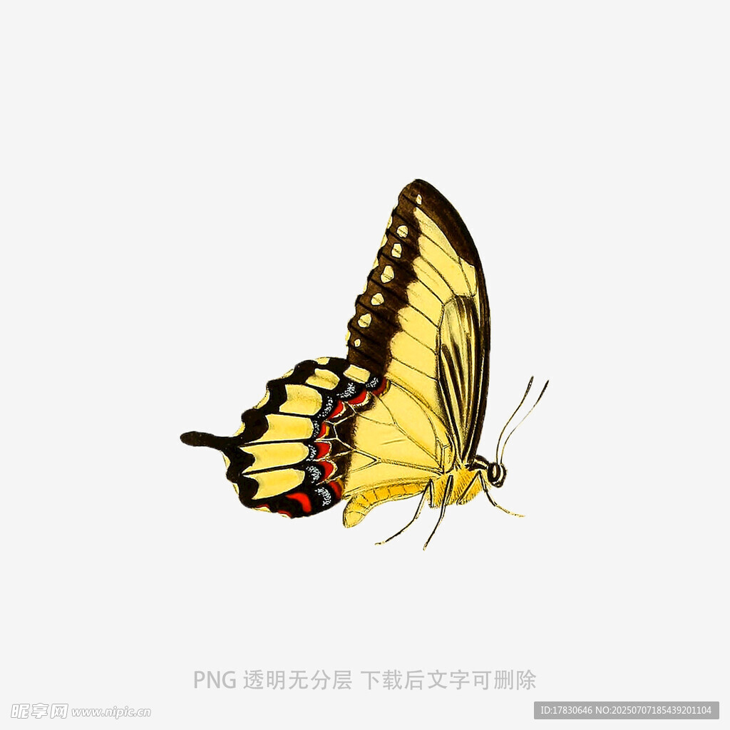 黄色蝴蝶插画