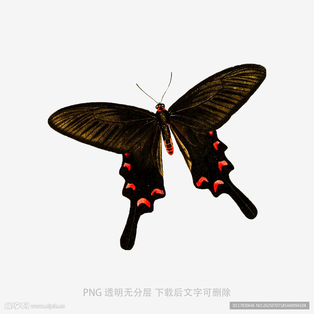 黑红相间蝴蝶插画
