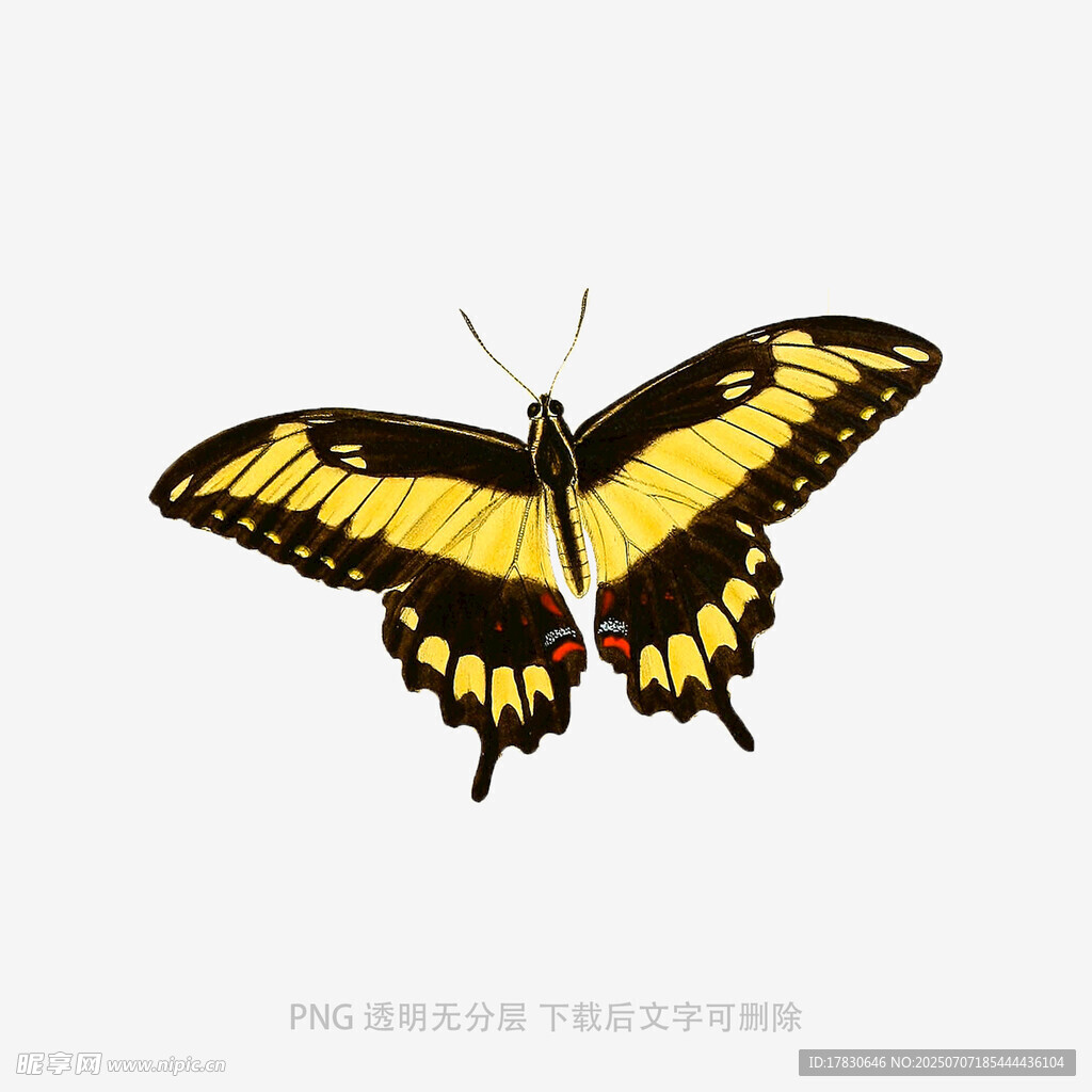 黄黑相间蝴蝶特写