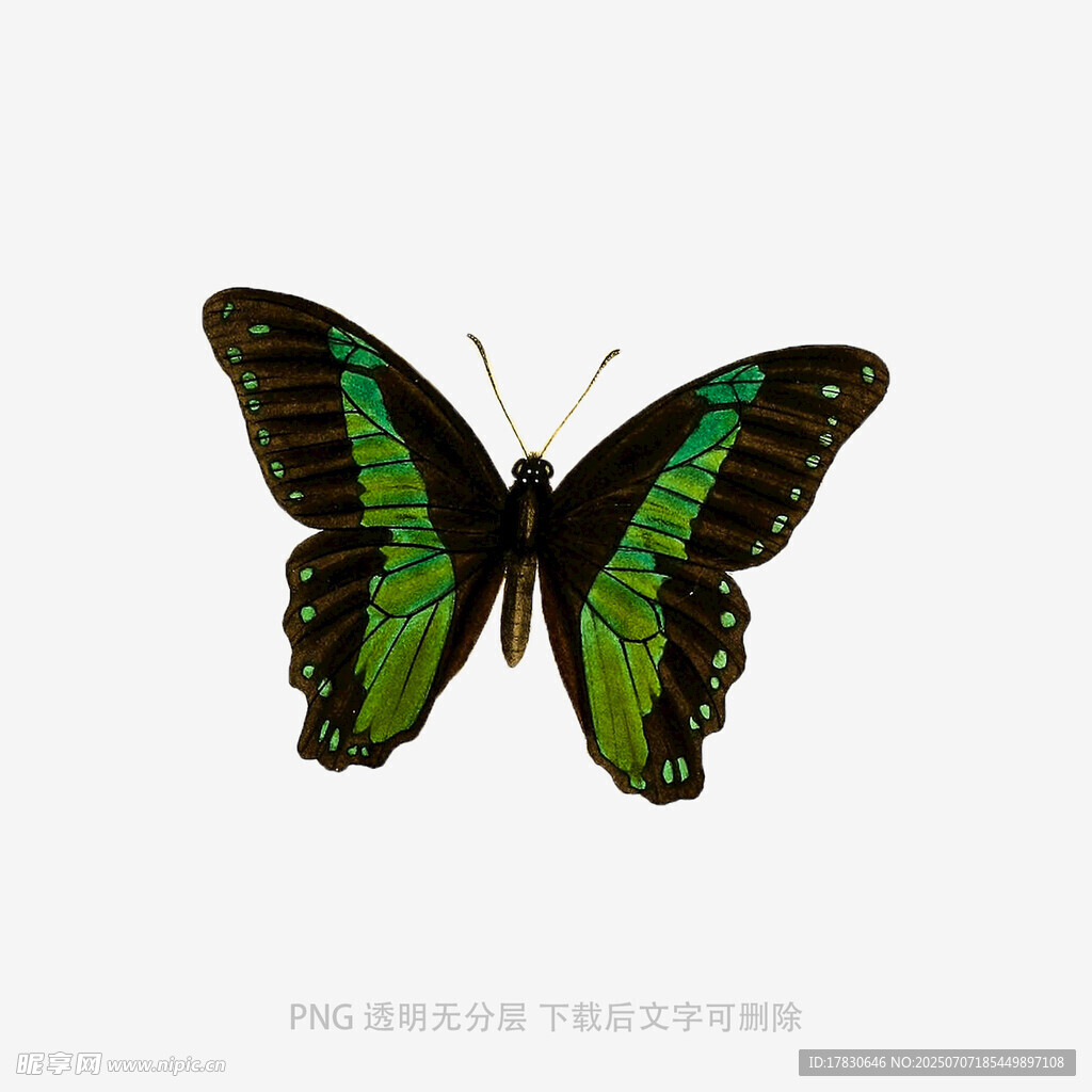 翠绿斑斓蝴蝶特写