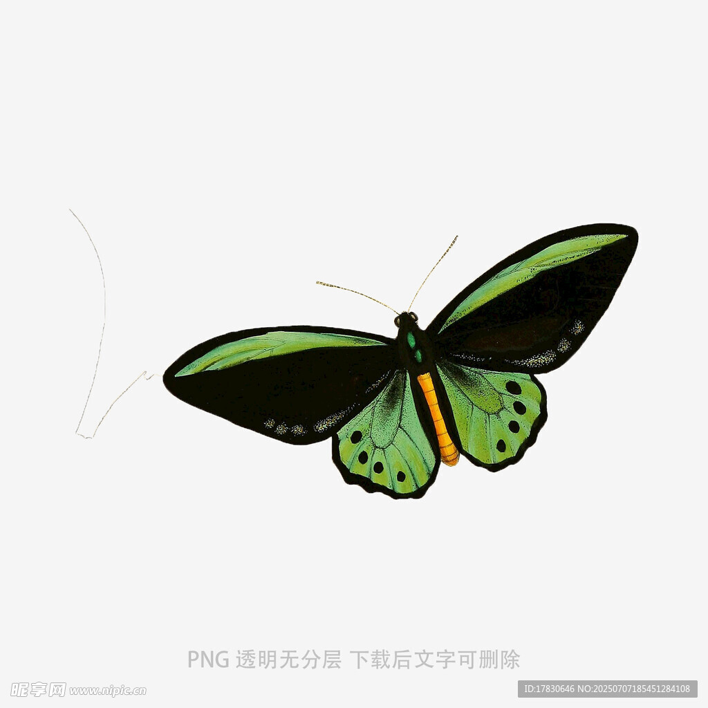 绿色蝴蝶插画