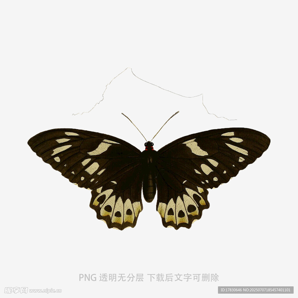 黑黄相间蝴蝶展翅图