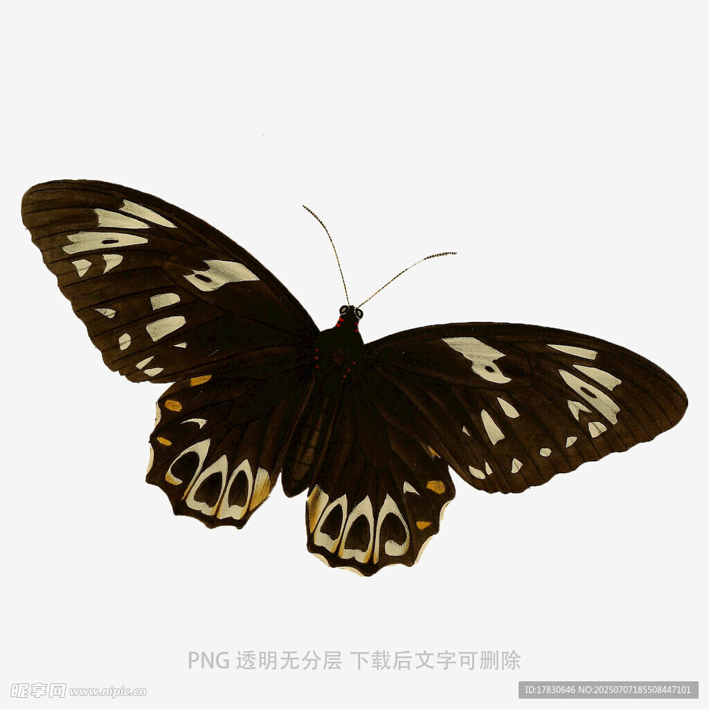 黑底蝴蝶特写