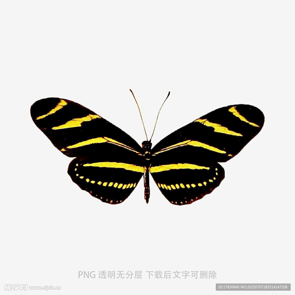 黑黄条纹蝴蝶图案设计