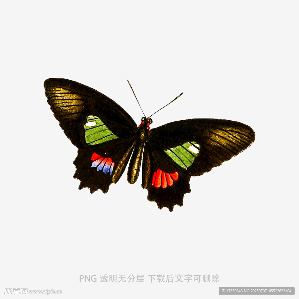 美丽多彩蝴蝶展翅