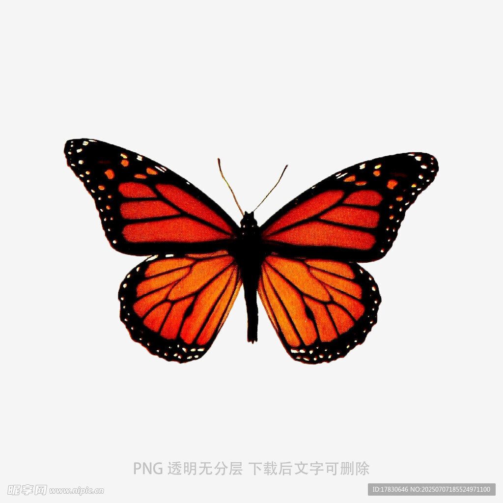橙色蝴蝶图案设计素材