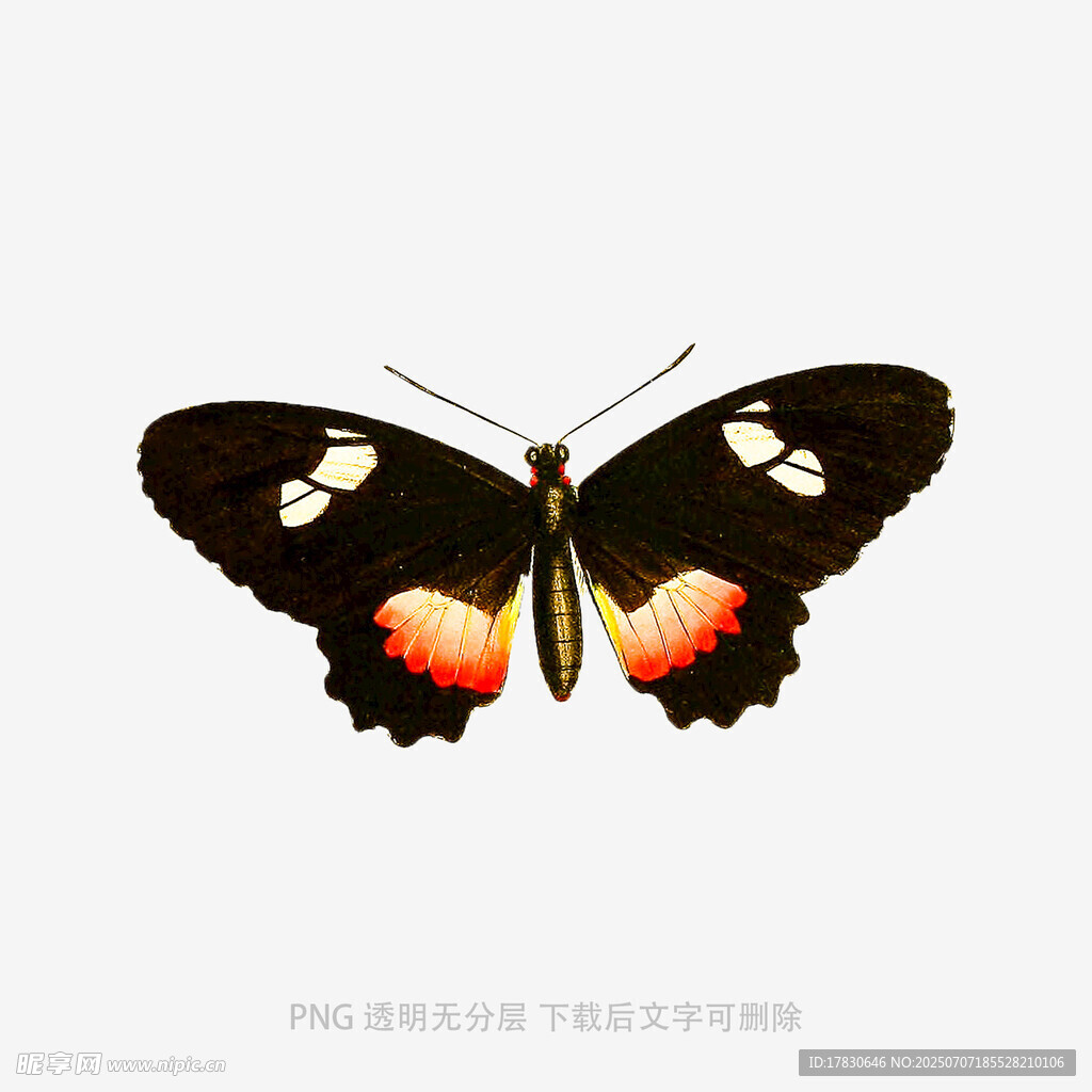 黑底彩翼蝴蝶特写