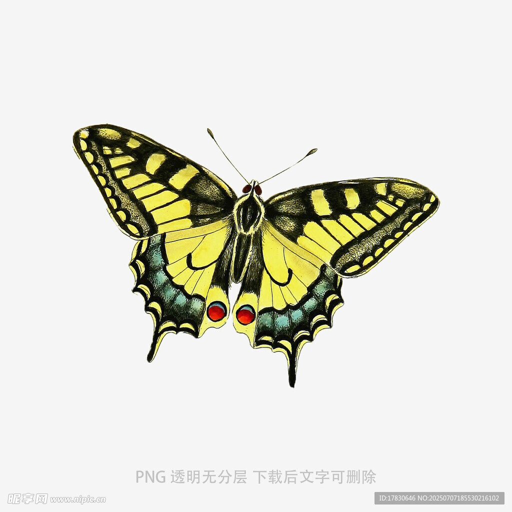 黄黑相间蝴蝶插画图案
