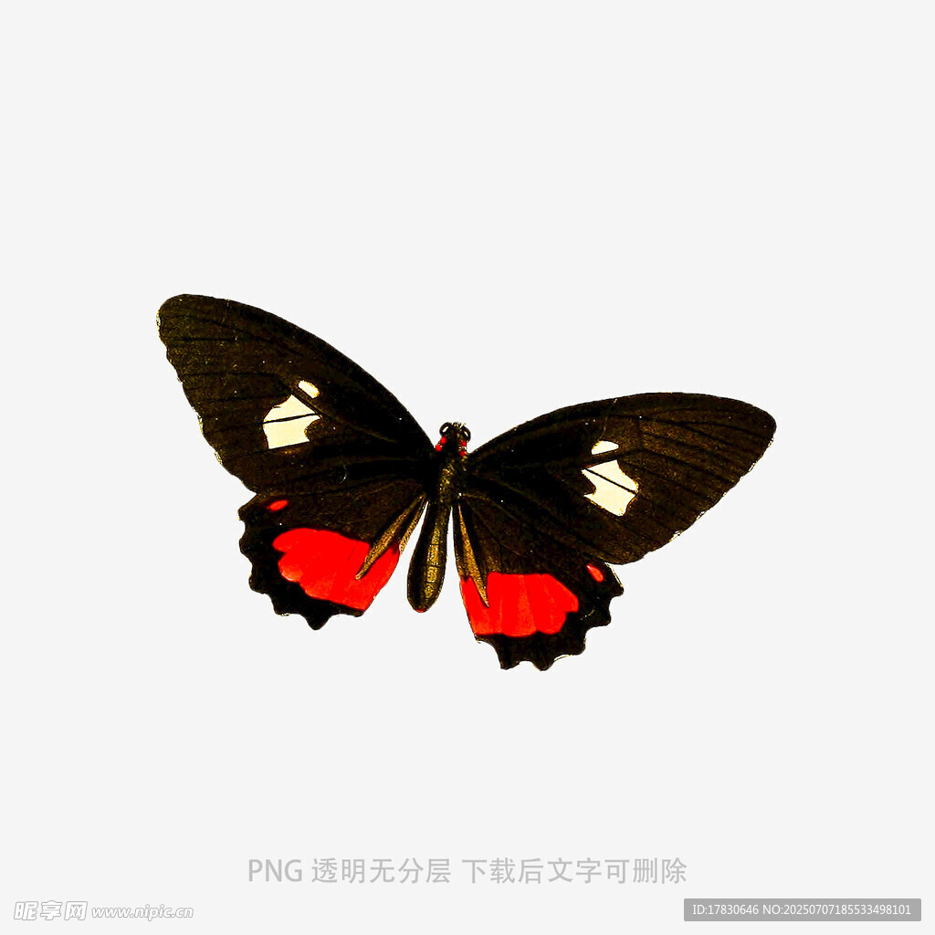 黑红相间蝴蝶插画