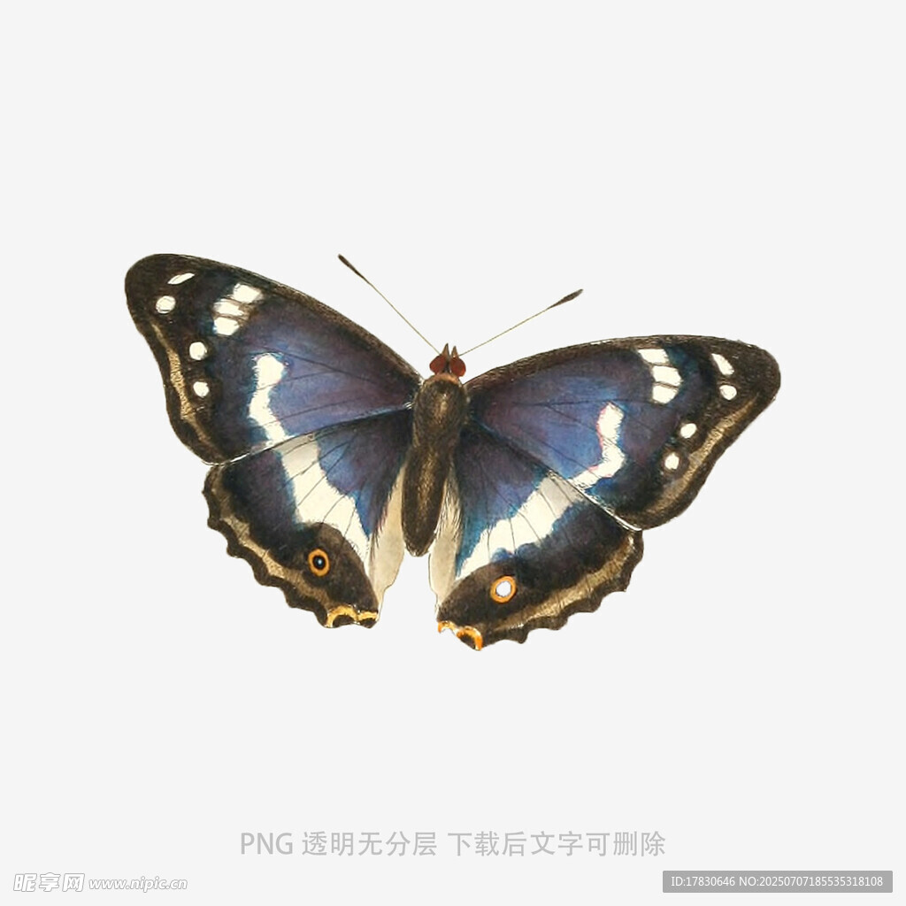 蓝紫蝴蝶特写