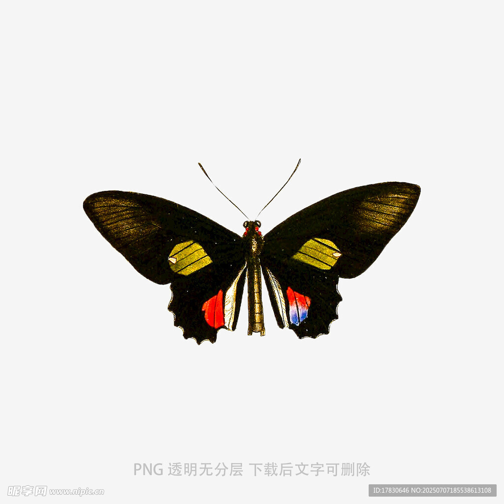 黑色蝴蝶图案设计素材