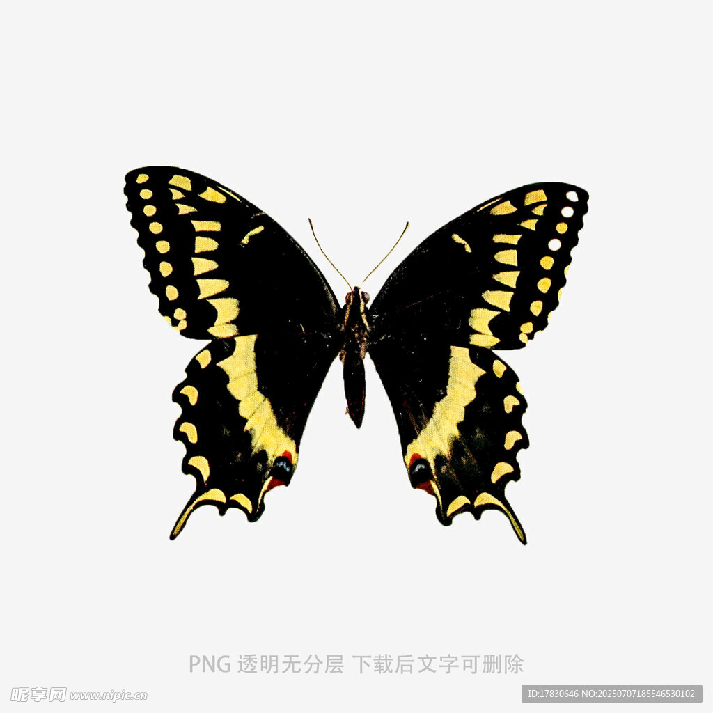 黑黄相间蝴蝶图案