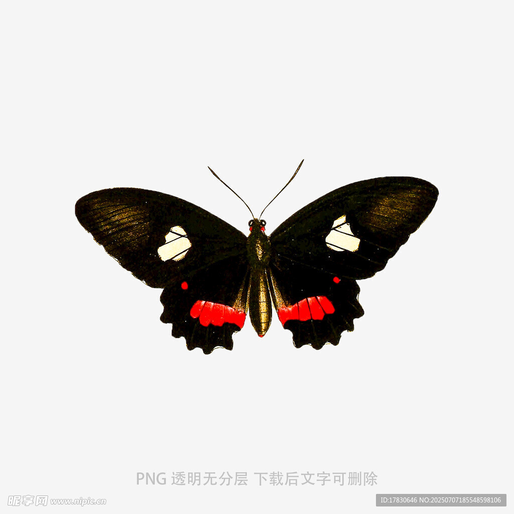 黑红相间蝴蝶图案素材