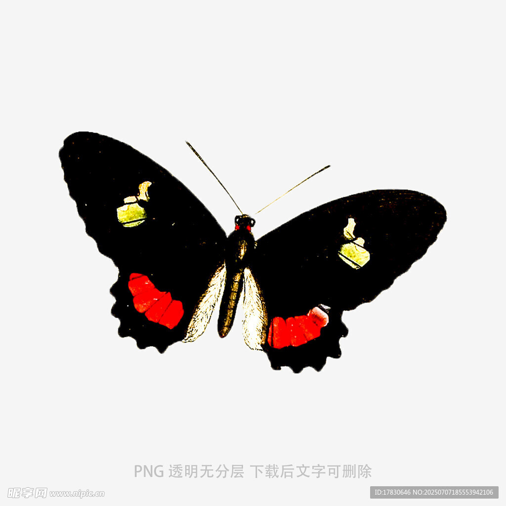 黑底彩斑蝴蝶图案设计
