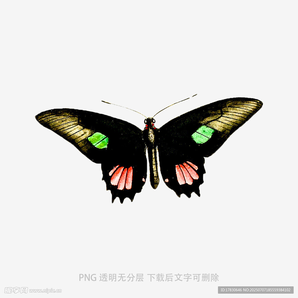 黑底彩翼蝴蝶特写