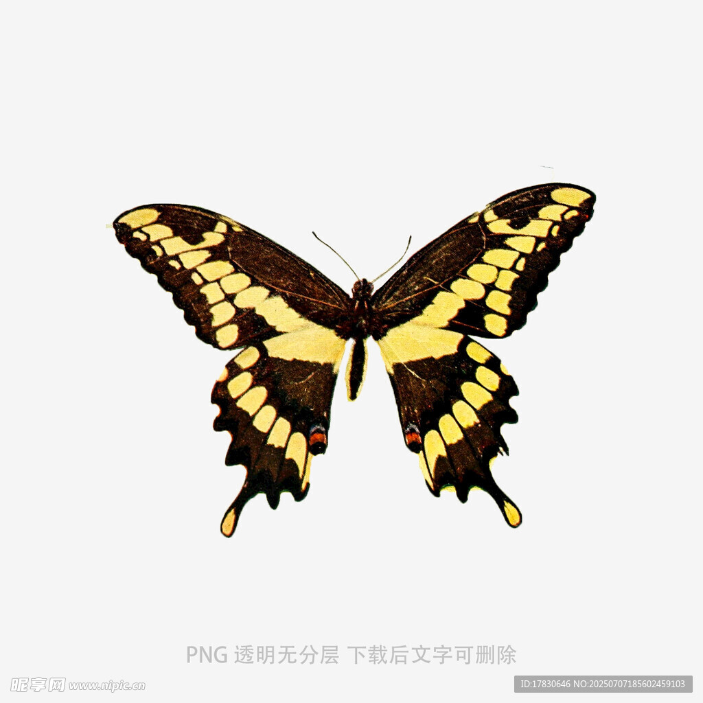 黄黑相间蝴蝶标本图