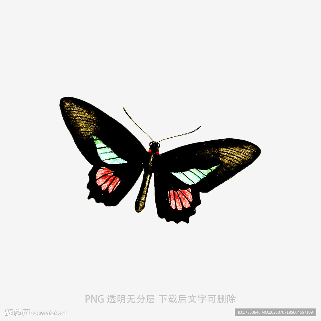 彩色蝴蝶插画