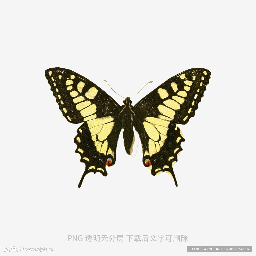 黑黄相间蝴蝶图案