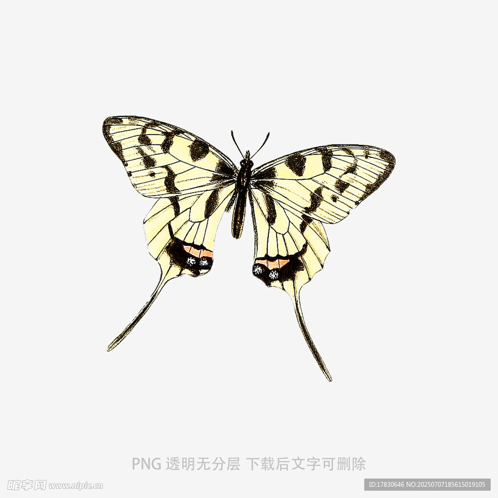 优雅黄黑相间长尾蝴蝶