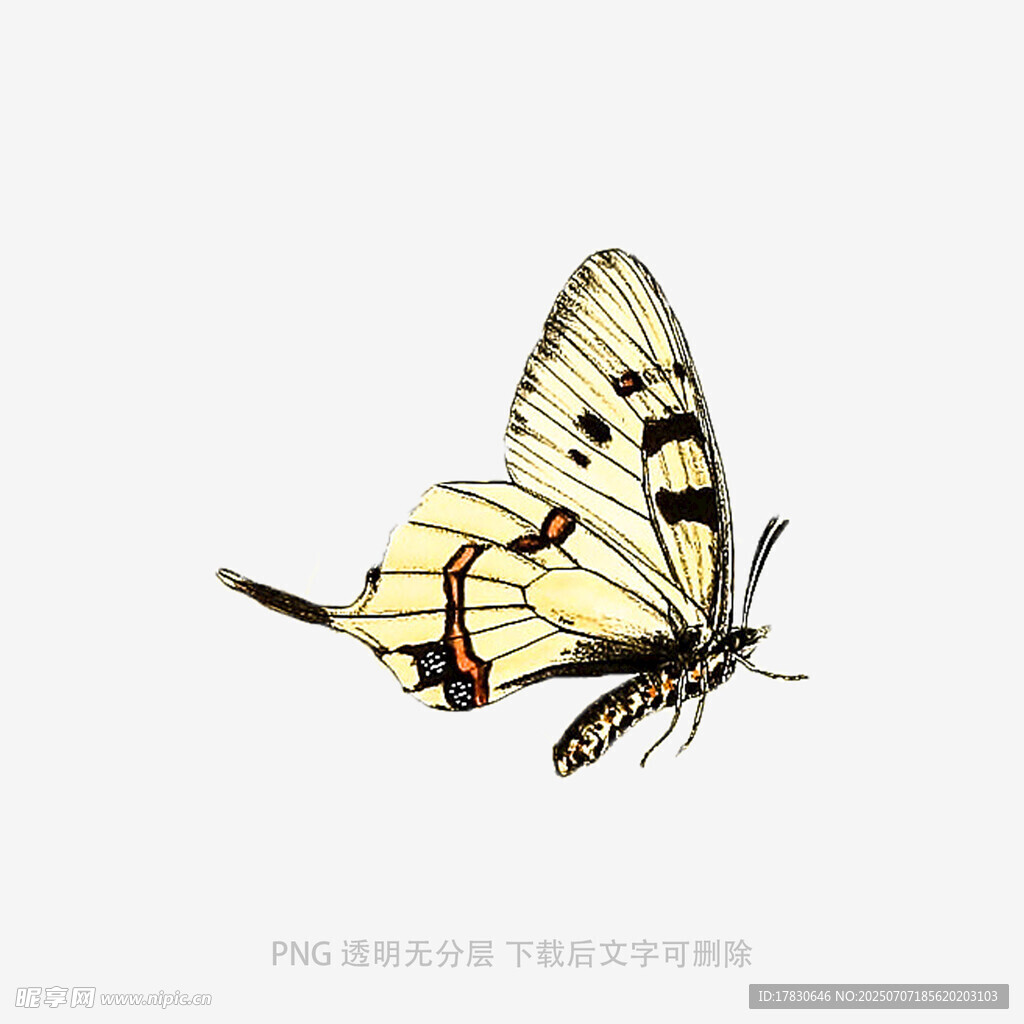 黄色蝴蝶插画