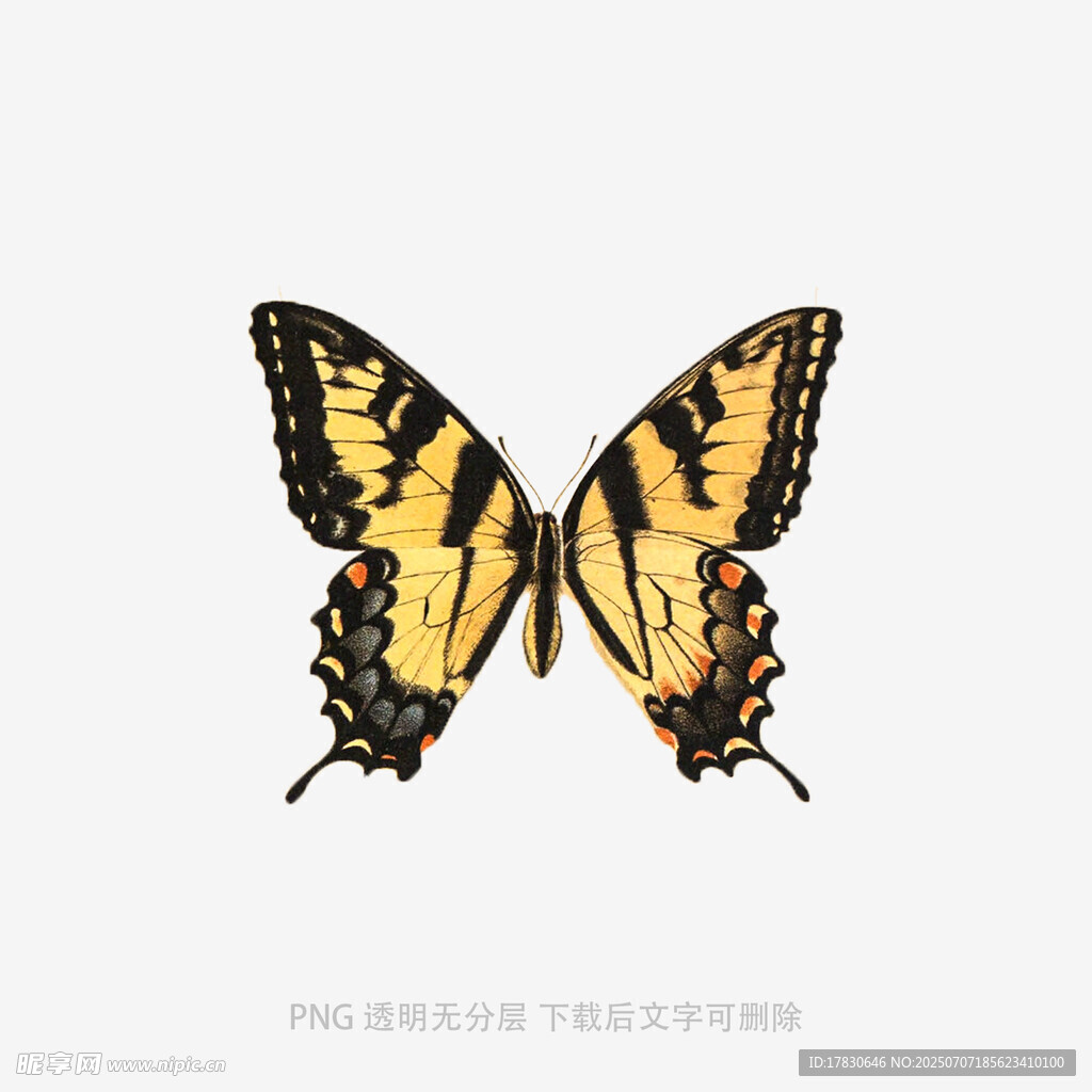 双翅斑斓的蝴蝶标本