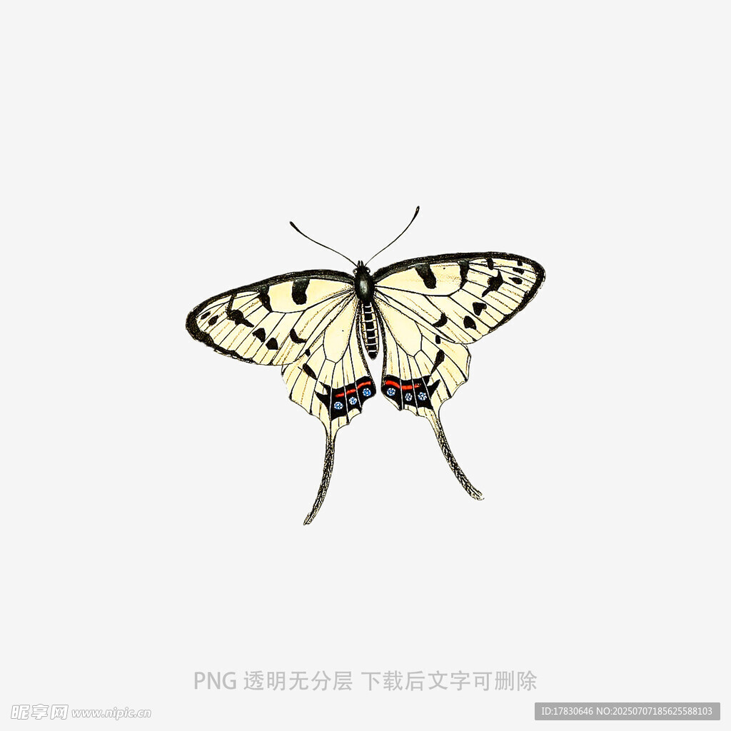 优雅蝴蝶插画