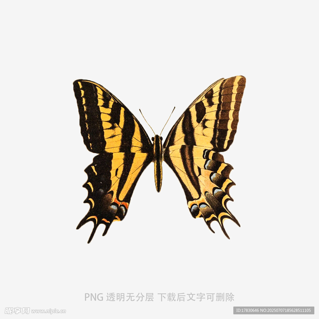 黄黑相间蝴蝶图案素材