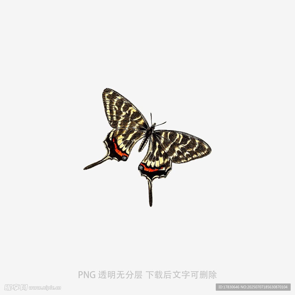 双蝶飞舞